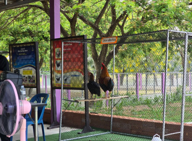 เข้าประสานงานเพื่อขอรับการสนุนพันธุ์ไก่ ... พารามิเตอร์รูปภาพ 10